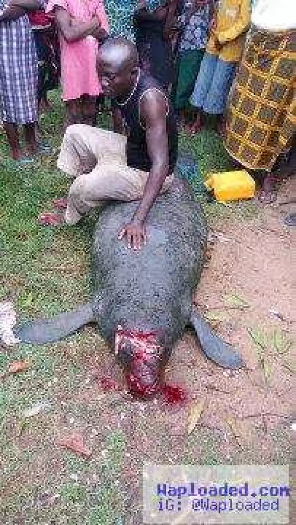 Check Out The Massive Sea Monster Captured In Rivers State (Graphic Photos)
